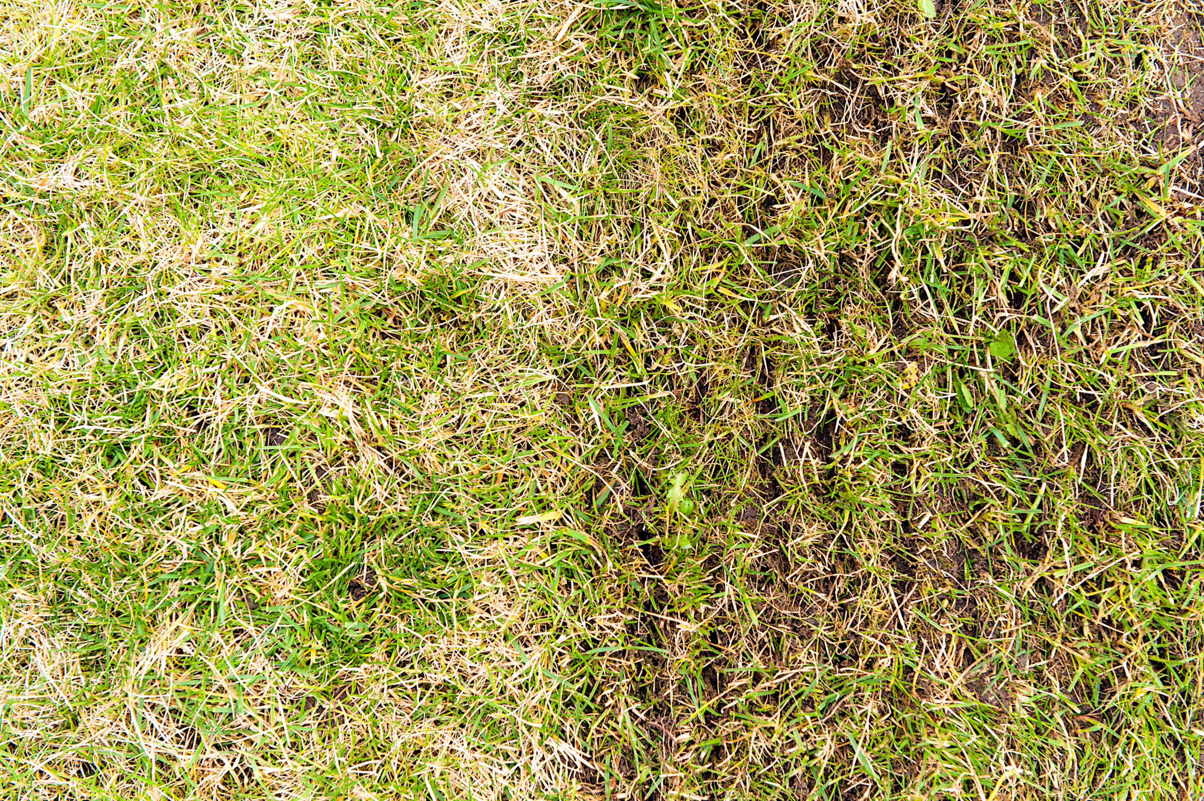 lawn aeration before and after