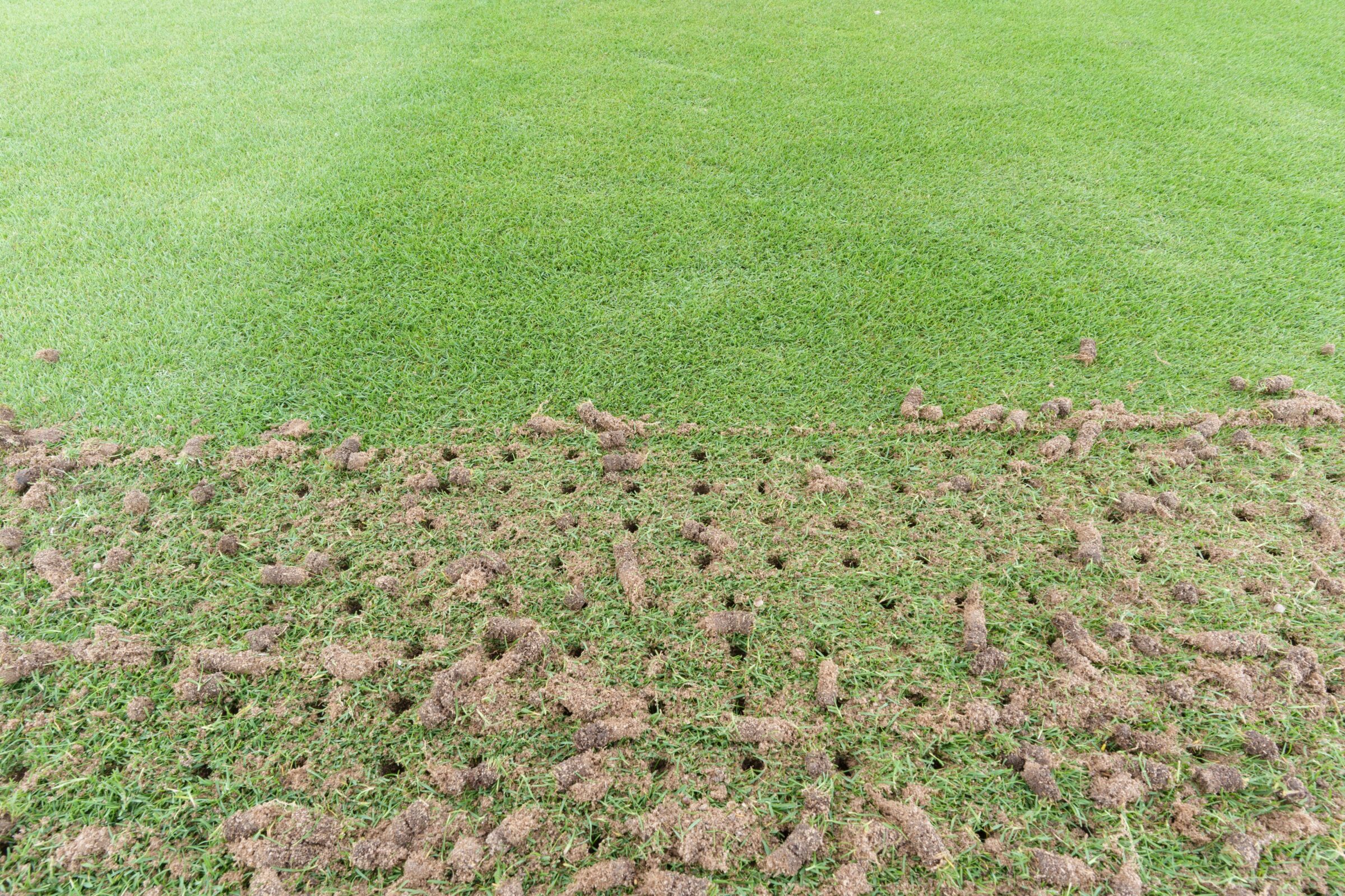 lawn aeration on half a yard